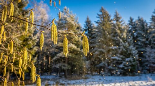 Birkenpollenflug beginnt im Februar: Auswirkungen auf Allergiker in Bayern