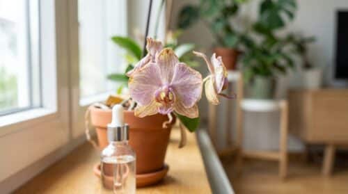 Blüht dein Orchidee nicht? Ein günstiger Inhaltsstoff kann helfen – aber nur auf eine bestimmte Weise
