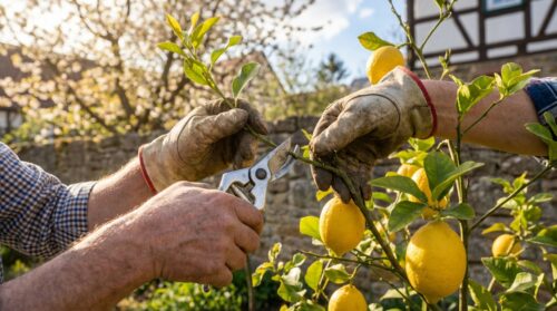 Jetzt Zitronenbäume, Orangenbäume und andere Zitrusfrüchte zu schneiden ist entscheidend: wie macht man das?
